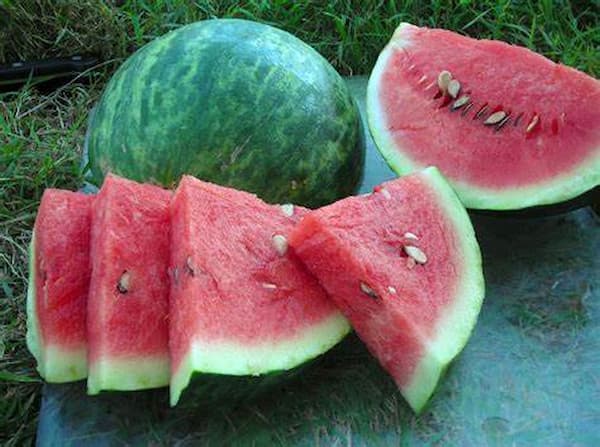 تصویر 5 از خرید هندوانه سیاه رنگ + قیمت فروش استثنایی