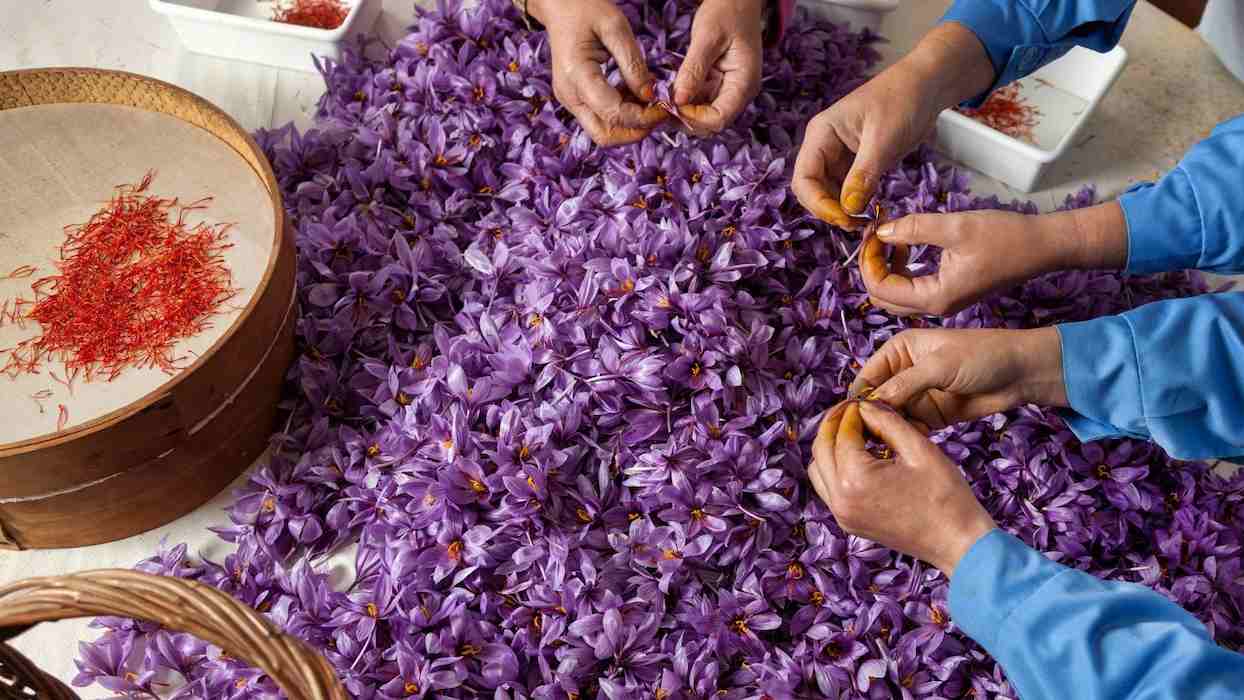 فروش زعفران توکلی
