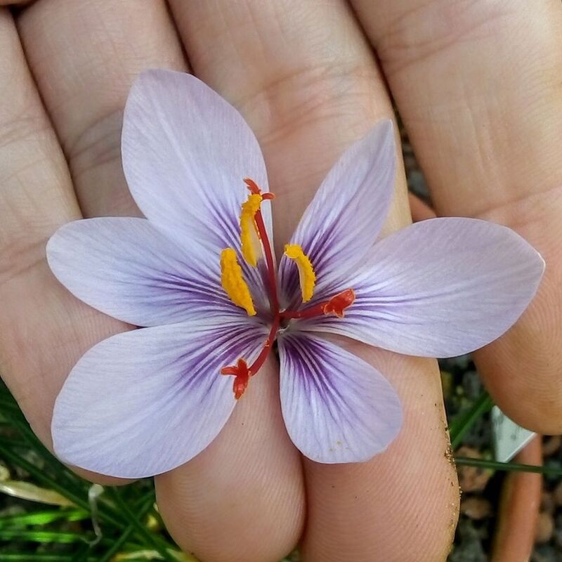 تصویر 2 از قیمت خرید زعفران کوهی همدان با فروش عمده