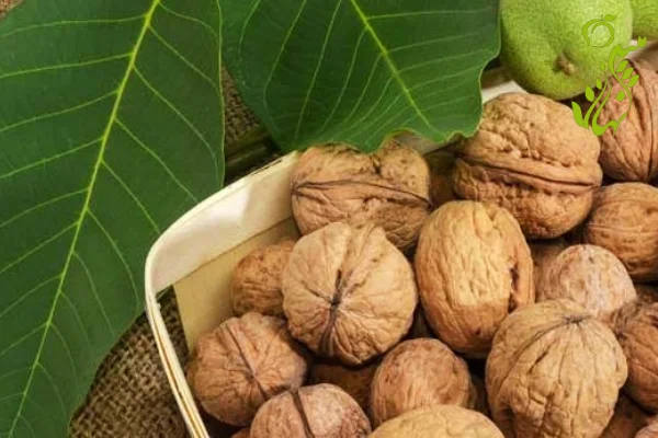 تصویر 4 از قیمت خرید مغز گردوی چندلر با فروش عمده