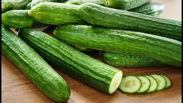 تصویر 1 از خرید و قیمت خیار درختی + فروش عمده