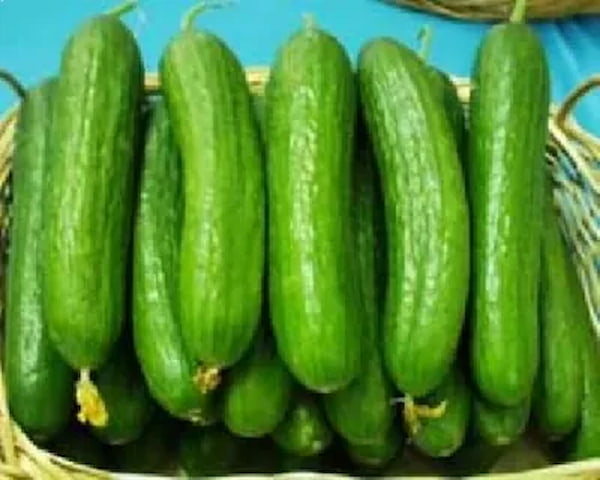 تصویر 5 از خرید خیار درختی  اصفهان + قیمت فروش استثنایی