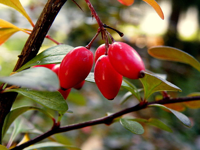 تصویر 4 از قیمت خرید زرشک زیر تالاری + فروش ویژه