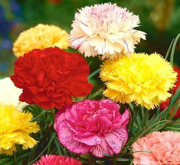 تصویر 3 از قیمت خرید گل شاخه بریده میخک + فروش ویژه