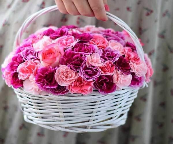 تصویر 1 از قیمت خرید گل شاخه بریده میخک + فروش ویژه