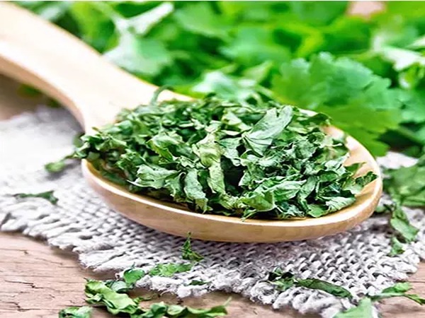 تصویر 5 از فروش سبزی گشنیز خشک + قیمت خرید به صرفه