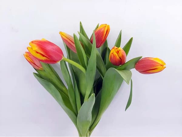 تصویر 3 از خرید و قیمت گل شاخه بریده لاله + فروش عمده
