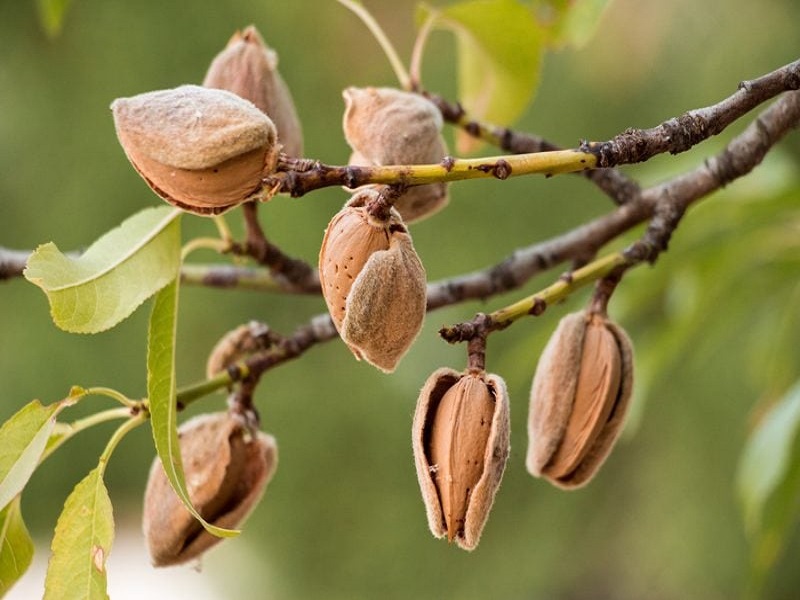 قیمت بادام درختی