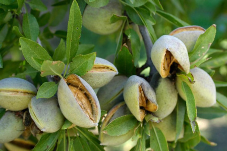خرید بادام درختی