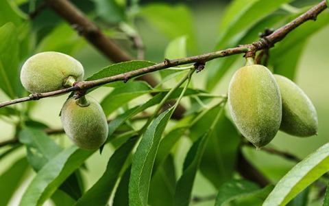 تصویر 4 از قیمت بادام درختی سبز + خرید باور نکردنی