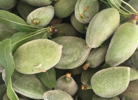 تصویر 5 از قیمت بادام درختی سبز + خرید باور نکردنی