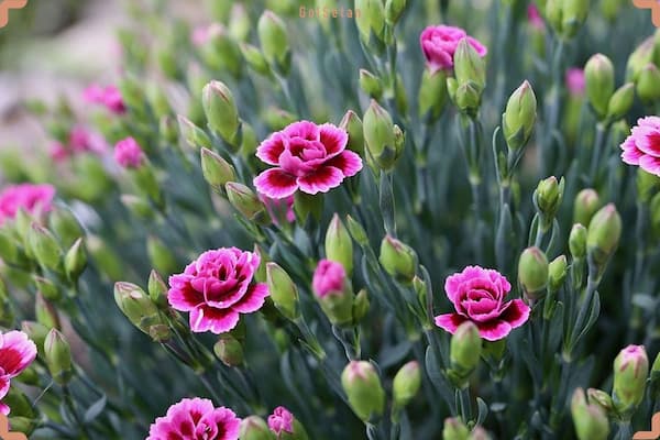 تصویر 5 از قیمت خرید گل شاخه بریده میخک + فروش ویژه