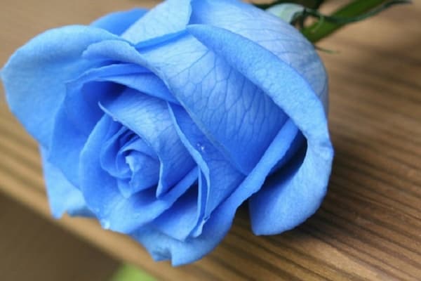 تصویر 4 از قیمت گل شاخه بریده رز + خرید باور نکردنی