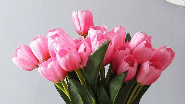 تصویر 4 از خرید و قیمت گل شاخه بریده لاله + فروش عمده