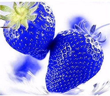 تصویر 2 از قیمت توت فرنگی بنفش با کیفیت ارزان + خرید عمده