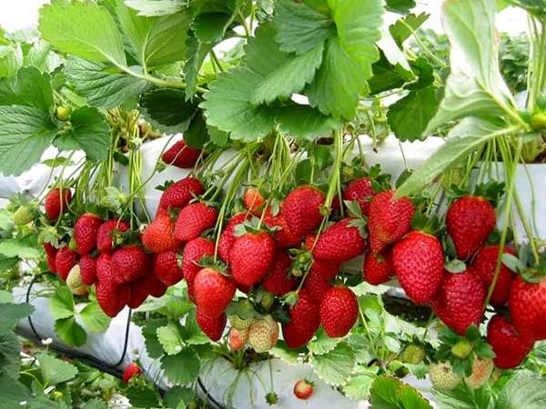تصویر 4 از فروش توت فرنگی درختی + قیمت خرید به صرفه