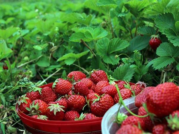 تصویر 4 از خرید توت فرنگی اعلا + قیمت فروش استثنایی