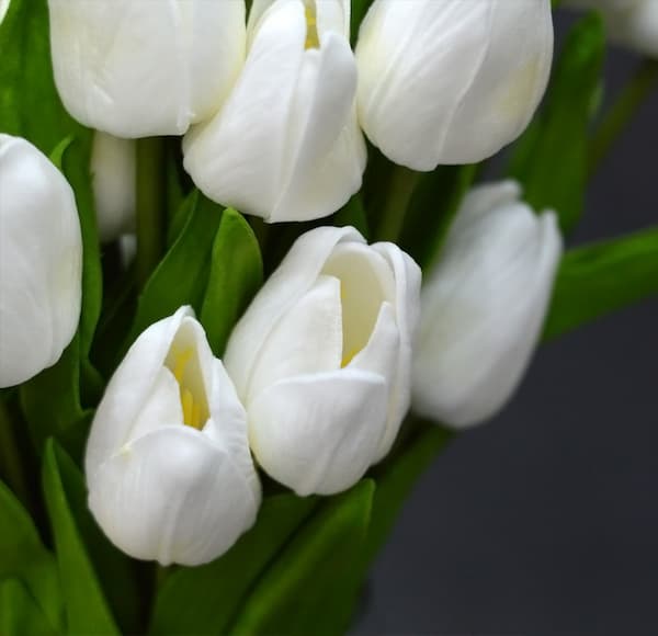 تصویر 4 از خرید گل لاله شاخه بریده + قیمت فروش استثنایی