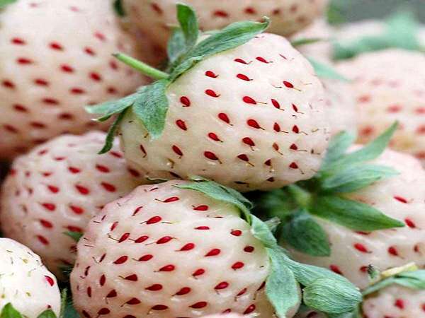 تصویر 4 از فروش توت فرنگی سفید + قیمت خرید به صرفه