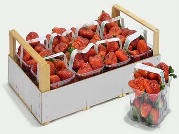 تصویر 3 از قیمت توت فرنگی جعبه ای با فروش عمده