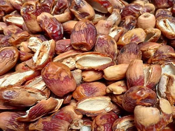 تصویر 4 از قیمت خرما زاهدی بدون هسته با کیفیت ارزان + خرید عمده