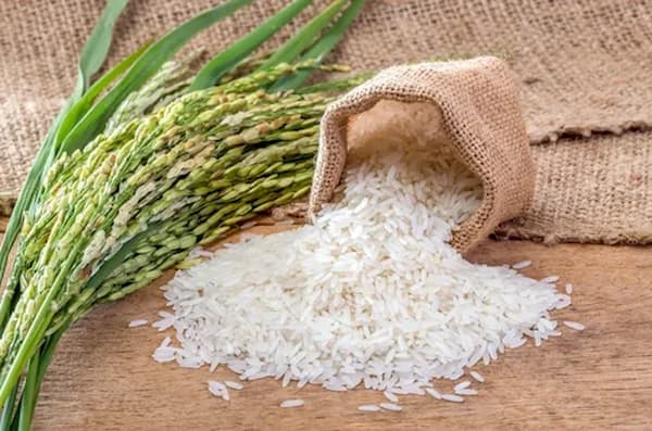 تصویر 3 از قیمت خرید برنج عنبر بو دستچین عمده به صرفه و ارزان