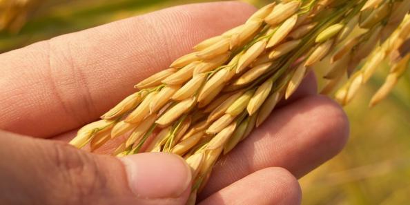 تصویر 5 از قیمت خرید برنج ضیغمی گیلان با فروش عمده