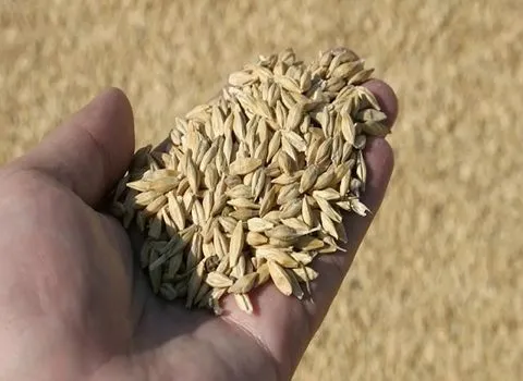 تصویر 4 از قیمت خرید برنج ضیغمی گیلان با فروش عمده