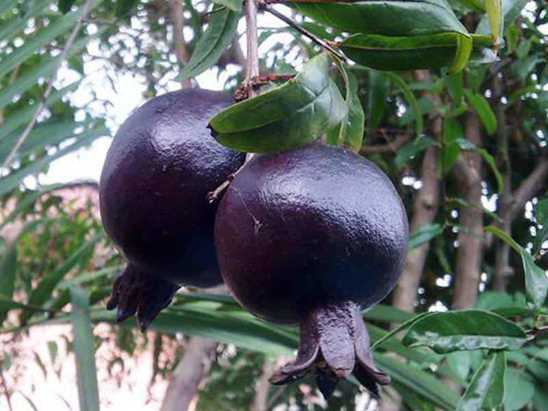تصویر 5 از فروش انار سیاه طارم + قیمت خرید به صرفه