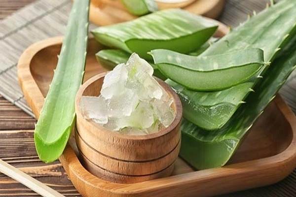تصویر 1 از قیمت آلوئه ورا خشک شده + خرید باور نکردنی