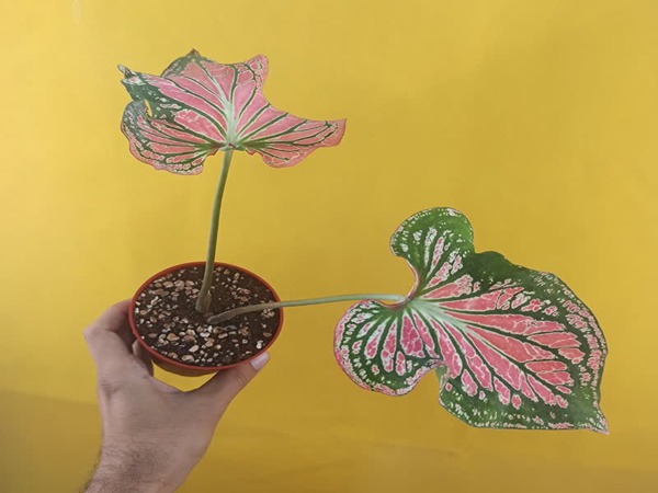 تصویر 5 از فروش کالادیوم تای بیوتی + قیمت خرید به صرفه