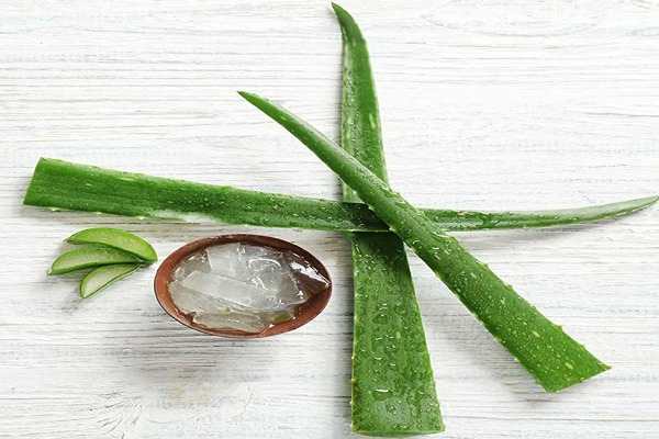 تصویر 1 از قیمت خرید ژل آلوئه ورا شاخه ای با فروش عمده