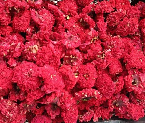 تصویر 3 از خرید و فروش گلنار فارسی گیاهینه با شرایط فوق العاده