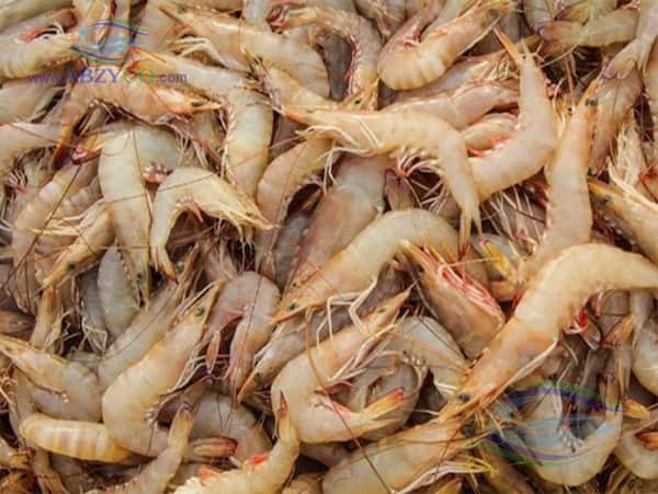 تصویر 3 از فروش میگو صادراتی بندرعباس + قیمت خرید به صرفه