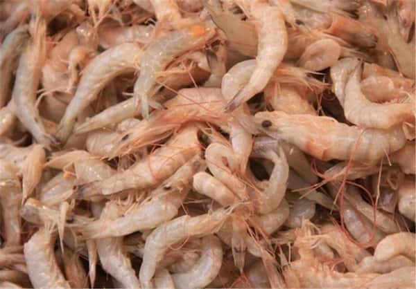 تصویر 4 از خرید میگو بزرگ بسته بندی شده + قیمت فروش استثنایی