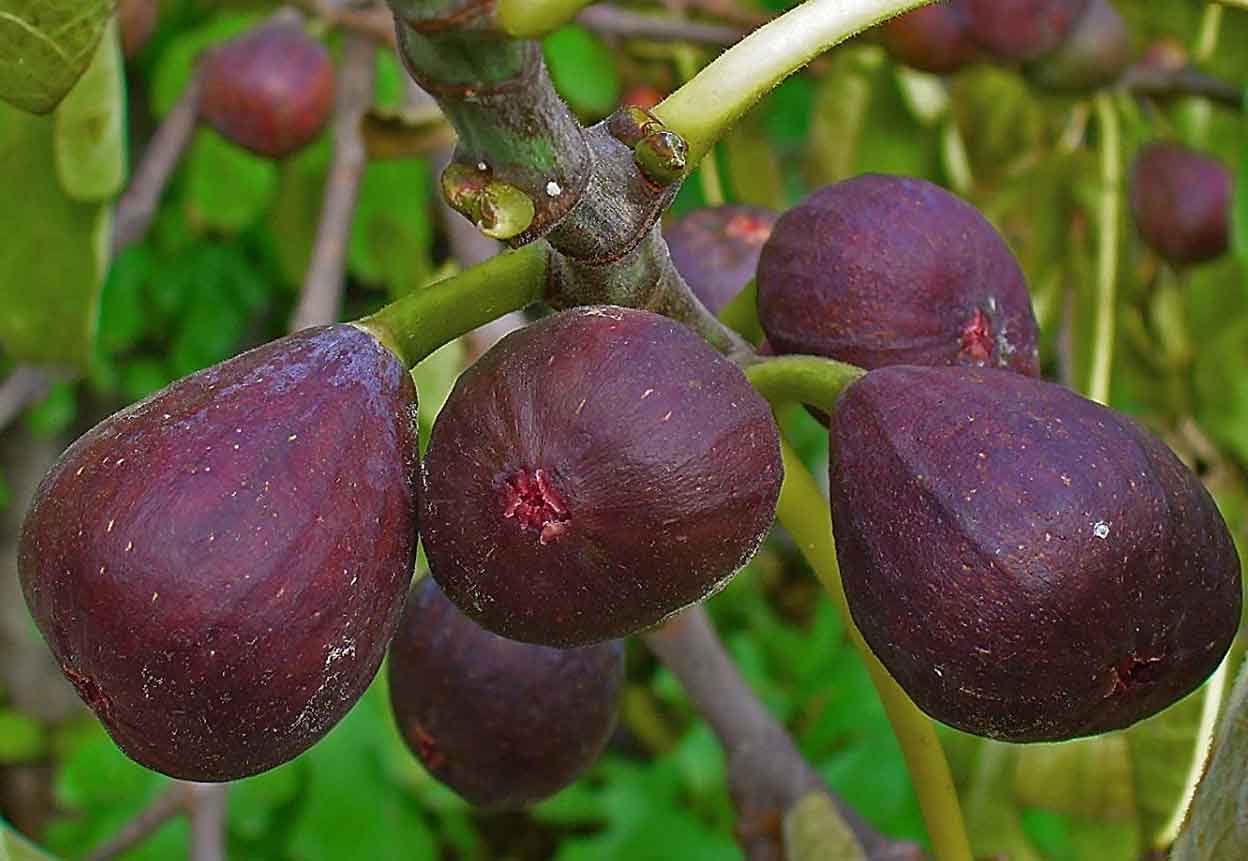 تصویر 1 از خرید و قیمت انجیر سیاه درشت + فروش عمده