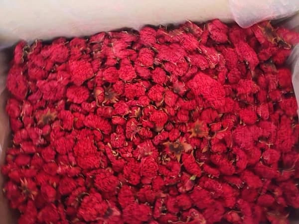 تصویر 5 از خرید و فروش گلنار فارسی گیاه با شرایط فوق العاده