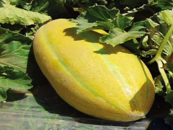 تصویر 2 از فروش خربزه شیرین عسل + قیمت خرید به صرفه
