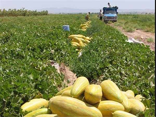 تصویر 5 از فروش خربزه شیرین عسل + قیمت خرید به صرفه