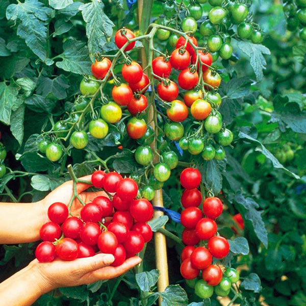 تصویر 5 از فروش گوجه میناب هشتبندی + قیمت خرید به صرفه