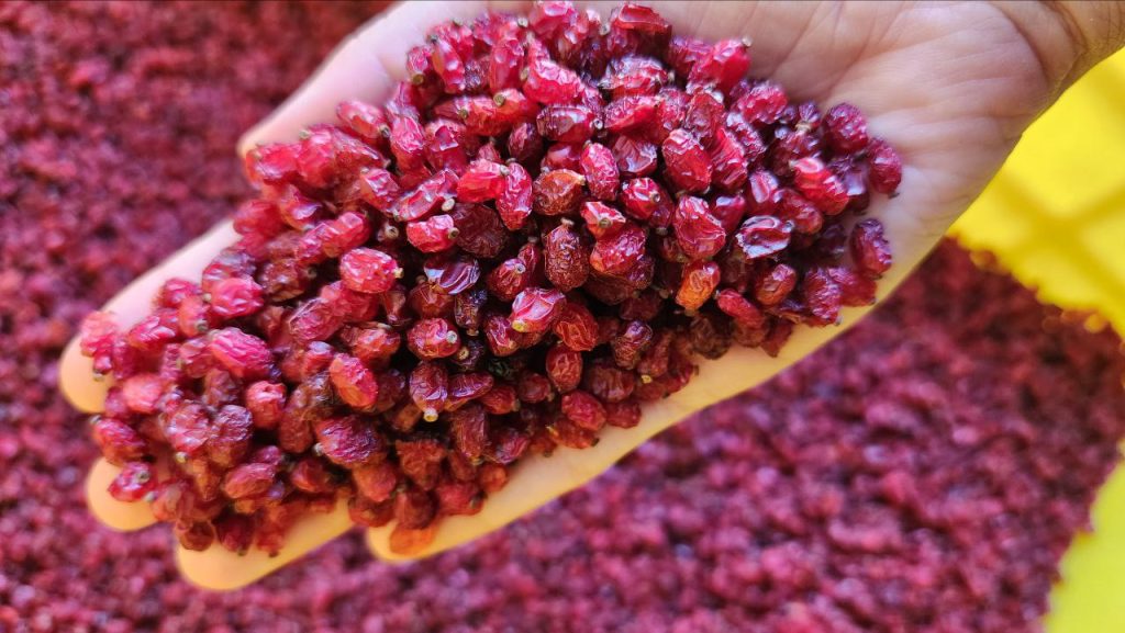 تصویر 5 از قیمت خرید زرشک اناری درجه یک با فروش عمده