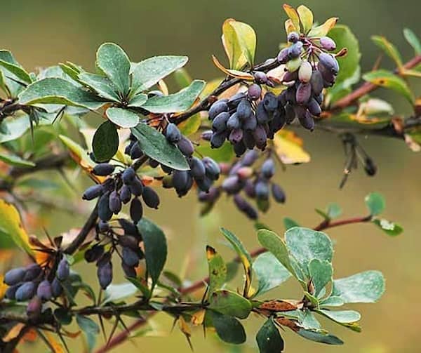 قیمت خرید زرشک وحشی سیاه با فروش عمده