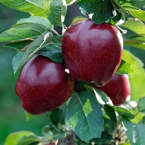 تصویر 2 از خرید و فروش سیب قرمز کوچک با شرایط فوق العاده