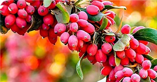 تصویر 6 از خرید زرشک اعلا قائنات + قیمت فروش استثنایی