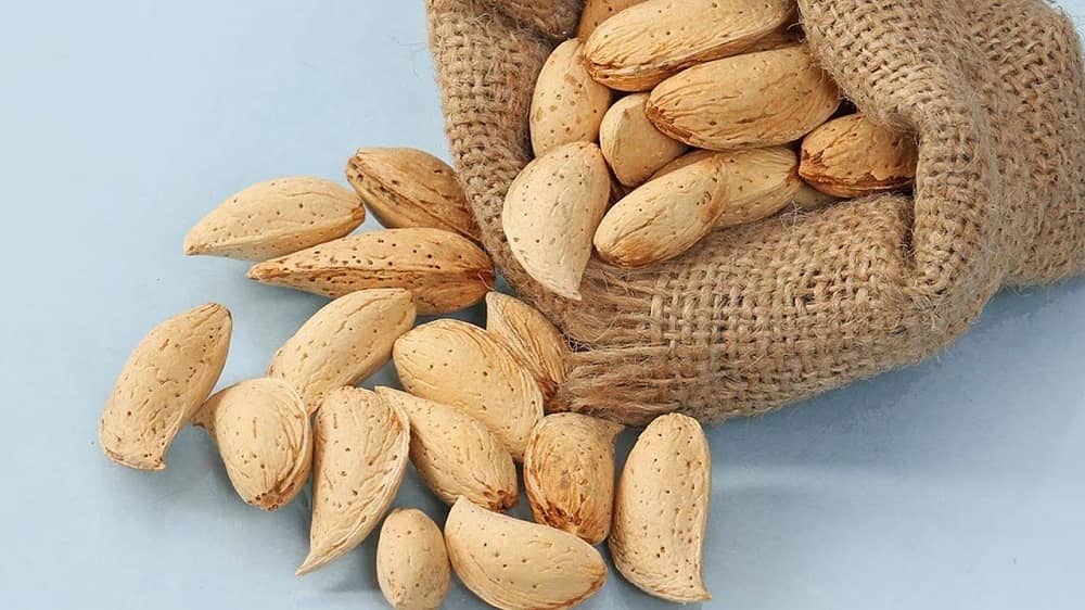 تصویر 5 از فروش بادام مامایی خام + قیمت خرید به صرفه