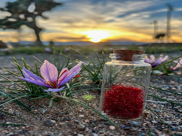 تصویر 1 از خرید زعفران رویال نگین + قیمت فروش استثنایی