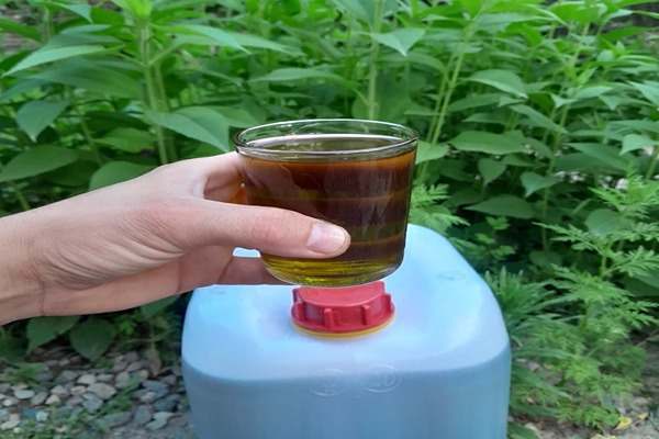 تصویر 1 از خرید روغن زیتون 20 لیتری + قیمت فروش استثنایی