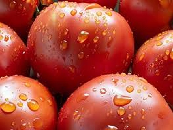 تصویر 4 از قیمت خرید گوجه فرنگی گوشتی با فروش عمده
