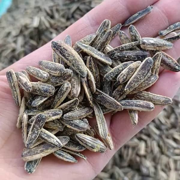 تصویر 3 از قیمت تخمه ژاپنی گلپری با کیفیت ارزان + خرید عمده