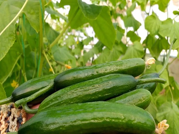 تصویر 5 از فروش خیار گلخانه ای ورامین + قیمت خرید به صرفه